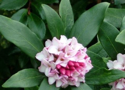 沈丁花在日本的花语是什么？它在日本文化中扮演什么角色？