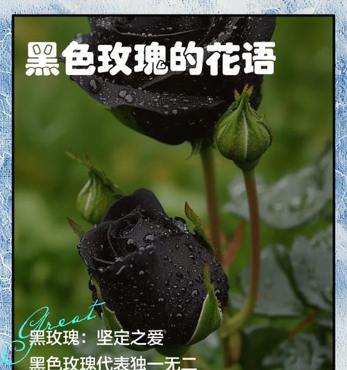最美的玫瑰花语有何深意？