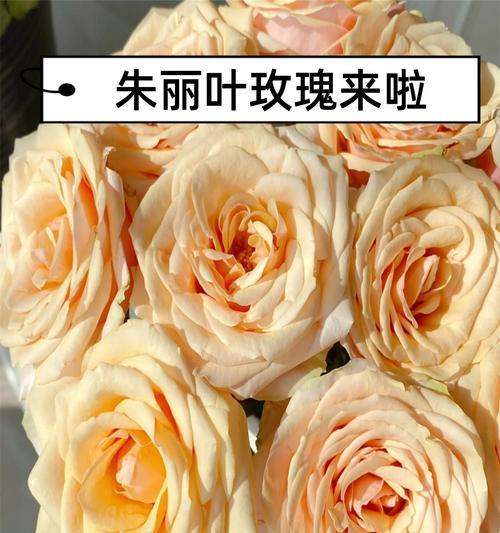 最美的玫瑰花语有何深意？