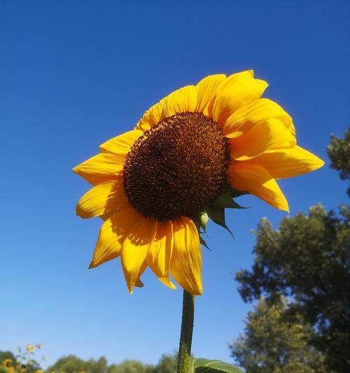 坚韧阳光的花语是什么？哪种花象征着不屈不挠的精神？