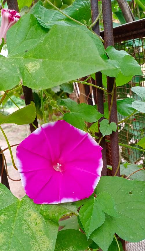 坚韧阳光的花语是什么？哪种花象征着不屈不挠的精神？