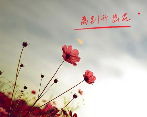 当初离别的花语有何含义？