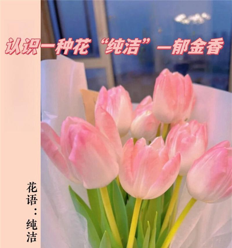 粉色郁金香的花语有何特别之处？它代表了哪种情感？