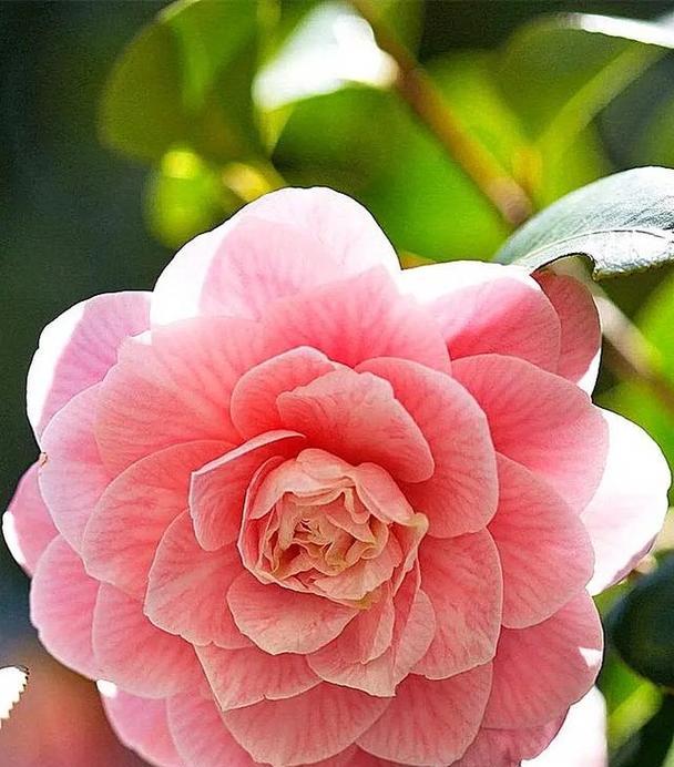 哪种花的花语代表幸福美好善良？