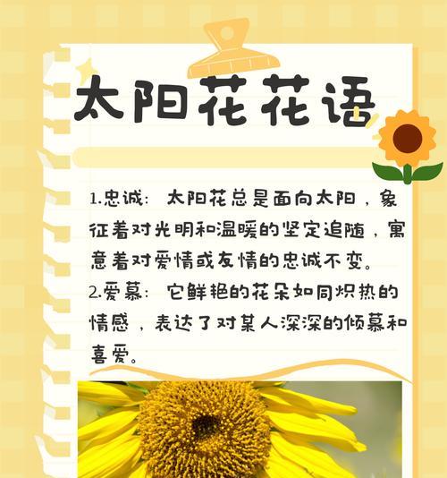 热情友谊的花语有哪些？