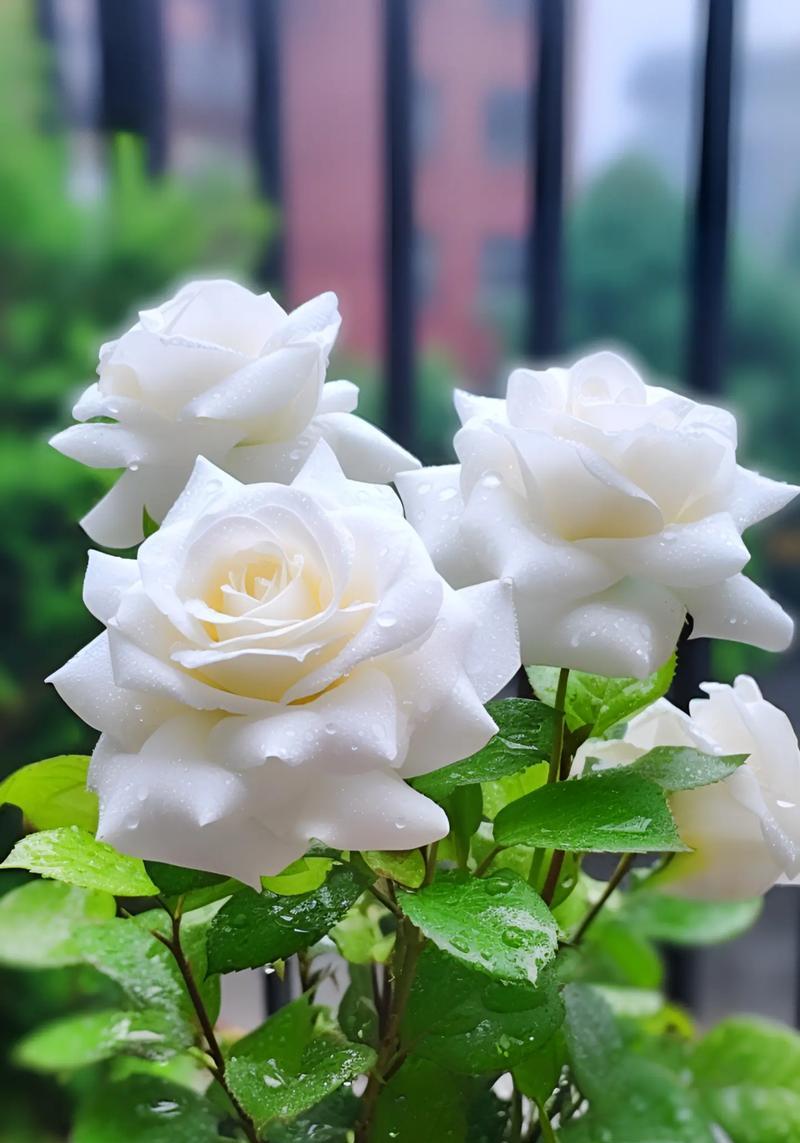 特别喜爱白玫瑰的花语含义是什么？