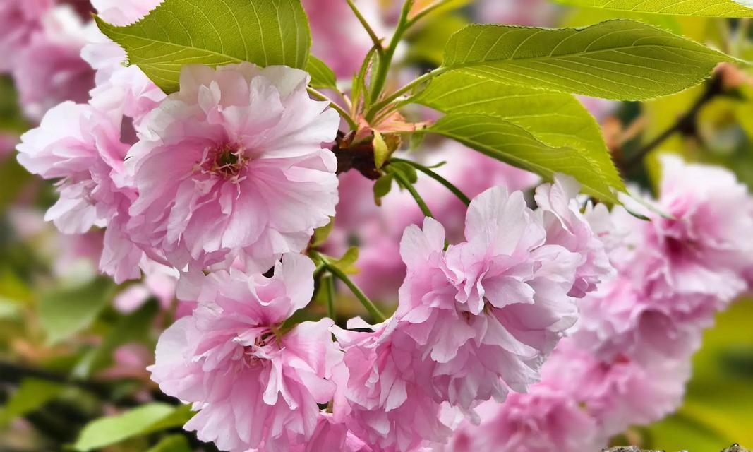 7月8日的花语是什么？它代表了什么特别的日子？