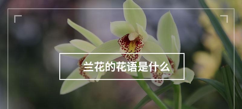水晶树的花语寓意是什么？
