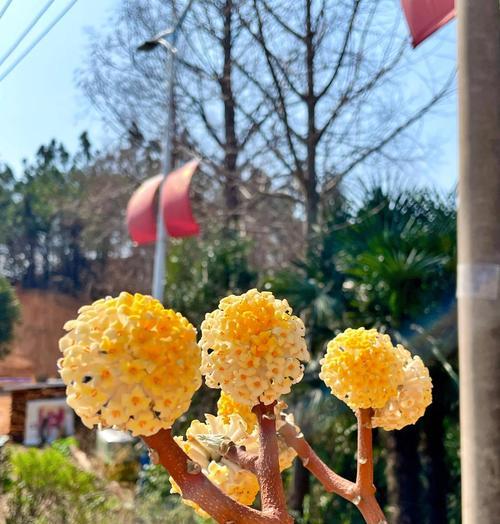 结香花的花语有哪些含义？解梦花象征着什么？