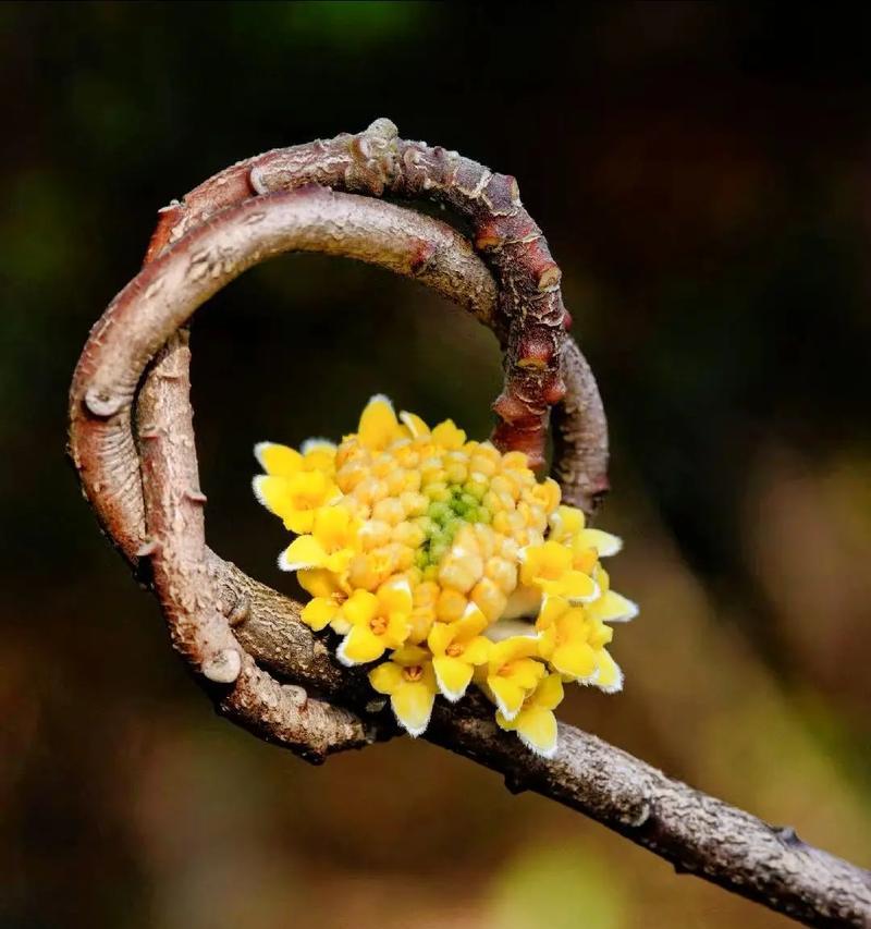 结香花的花语有哪些含义？解梦花象征着什么？