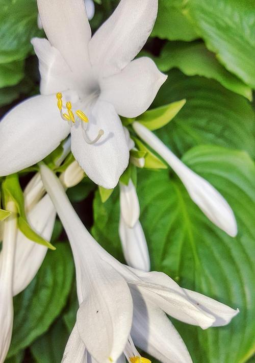 哪种花的花语是见证终焉？