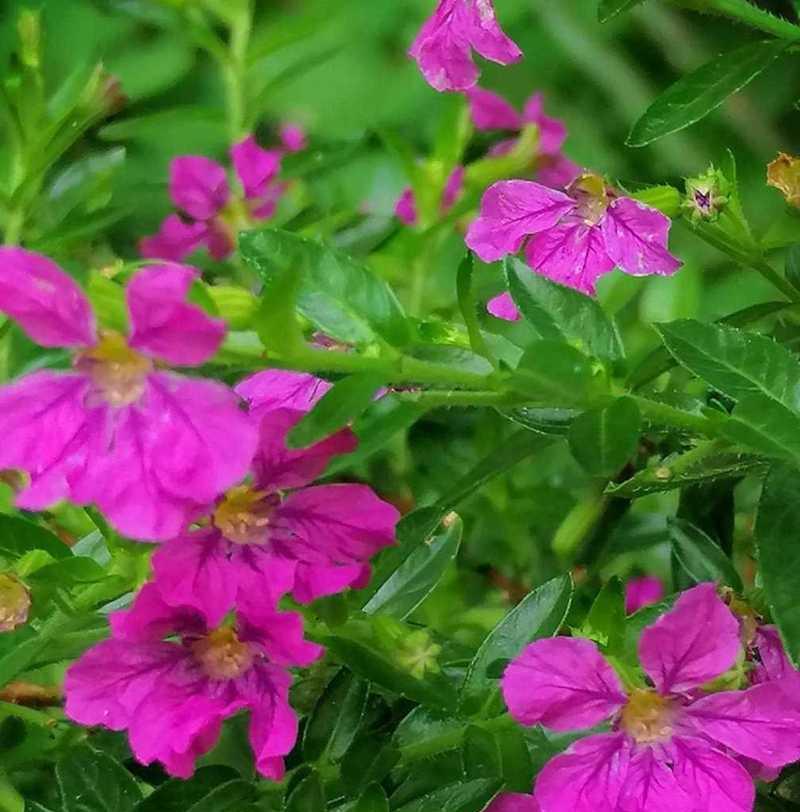 妖艳刺目花的花语代表什么？