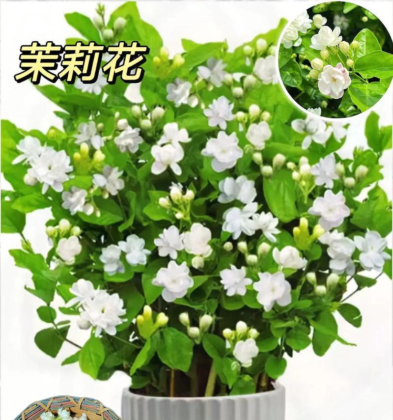 妖艳刺目花的花语代表什么？