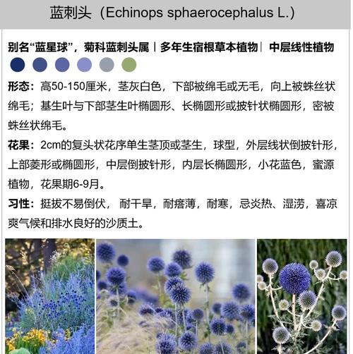 妖艳刺目花的花语代表什么？