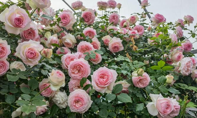 月季花语中哪一种最风流？