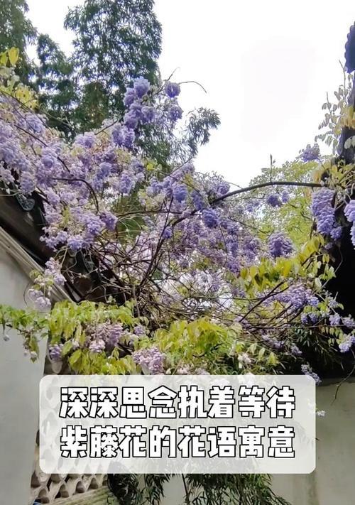 紫藤花的花语代表什么？紫藤花语的寓意是什么？
