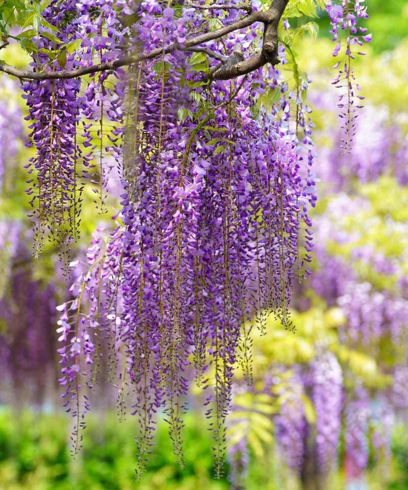 紫藤花的花语代表什么？紫藤花语的寓意是什么？