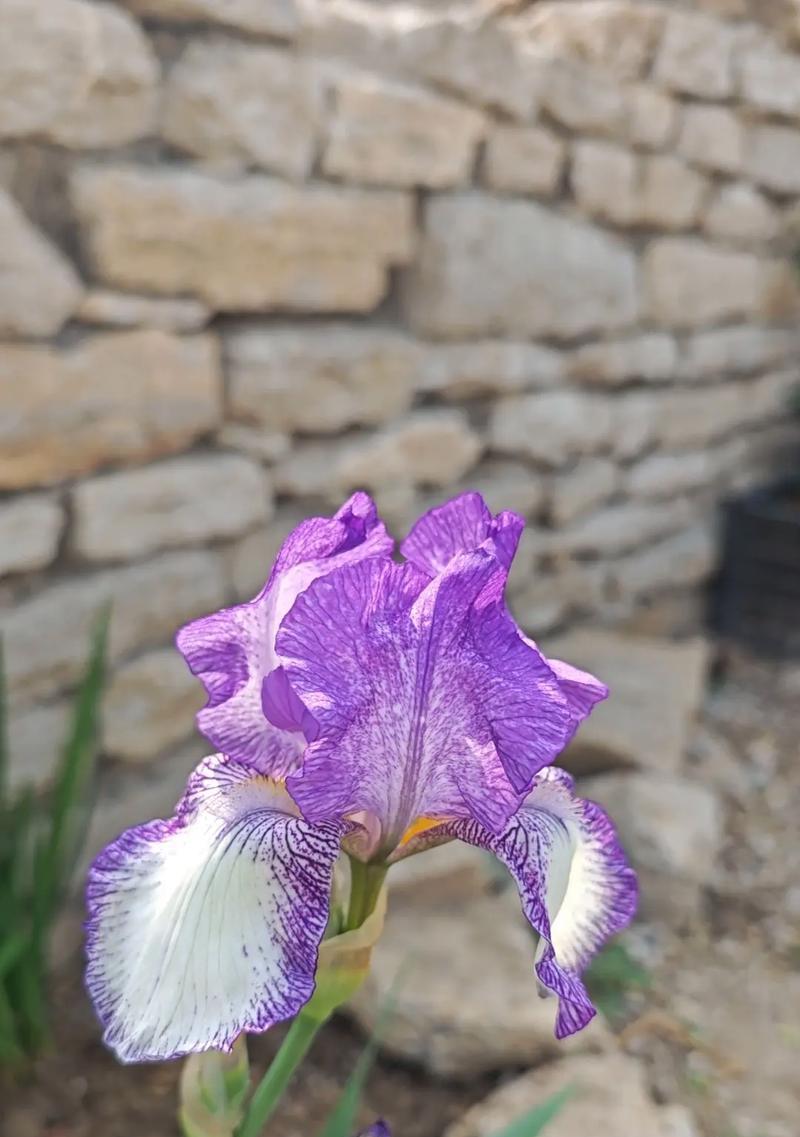 鸢尾花的花语是什么？鸢尾花的象征意义有哪些？