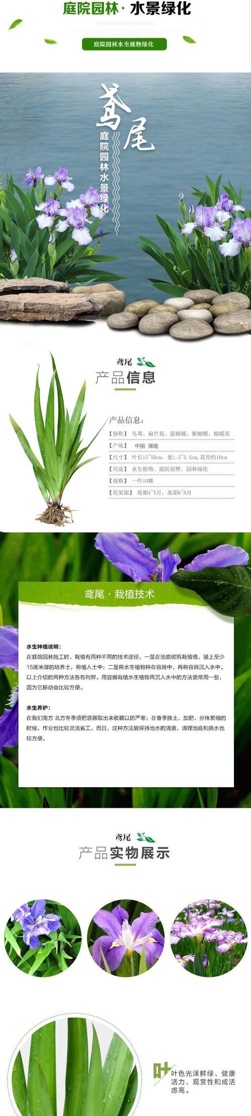鸢尾花的花语是什么？鸢尾花的象征意义有哪些？