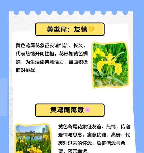 鸢尾花的花语是什么？鸢尾花的象征意义有哪些？