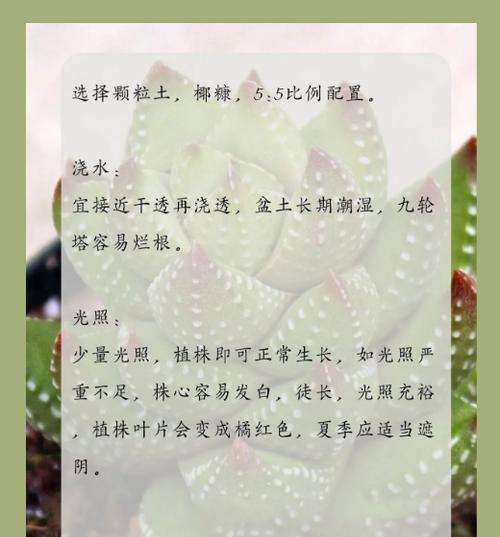 十二种多肉植物的花语分别是什么？如何养护它们？