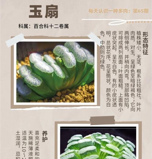 十二种多肉植物的花语分别是什么？如何养护它们？