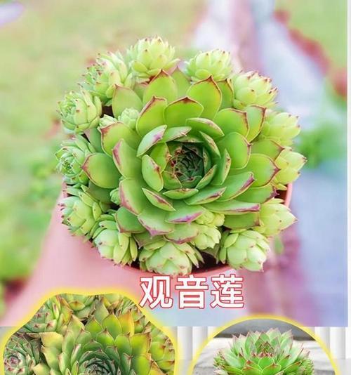 十二种多肉植物的花语分别是什么？如何养护它们？