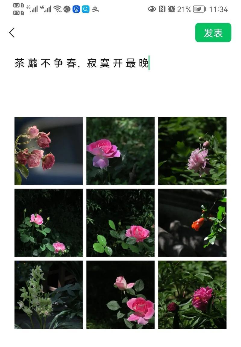 荼蘼花的花语具体含义是什么？