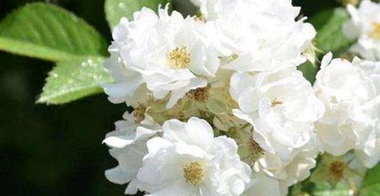 荼蘼花的花语具体含义是什么？