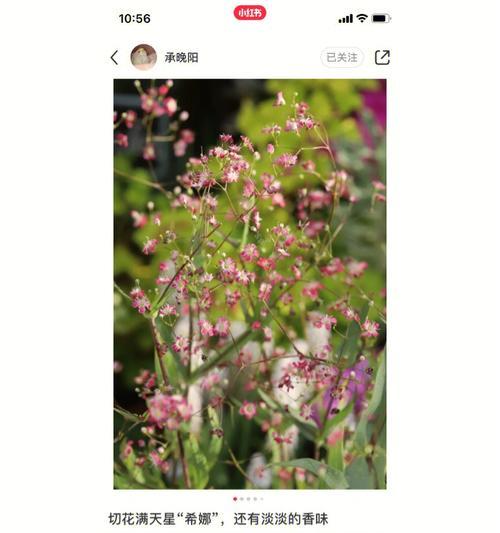 馨子的花语在什么花中？这种花的花语有何深意？