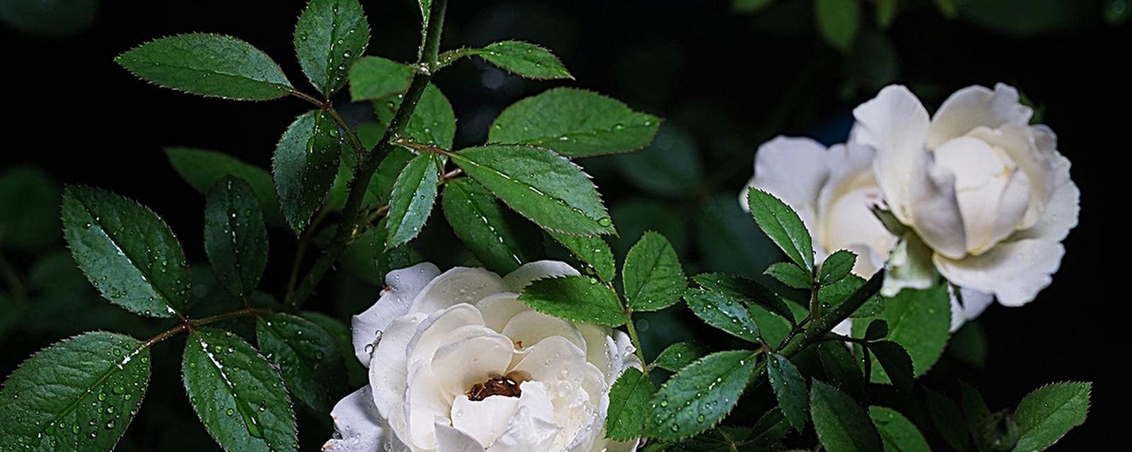 馨子的花语在什么花中？这种花的花语有何深意？