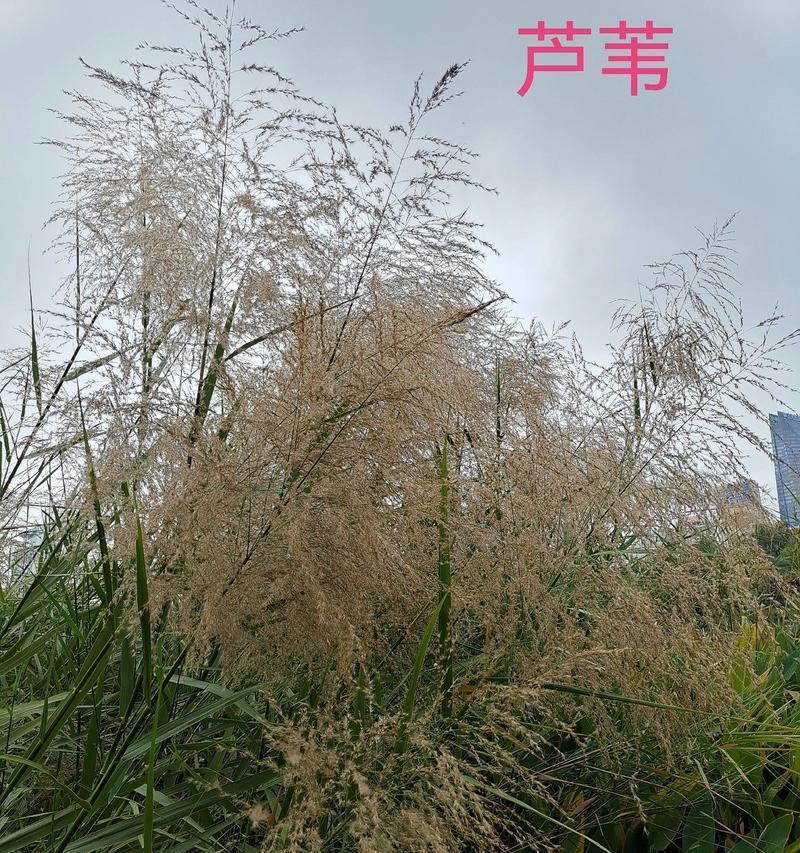 五彩芦苇花语是什么意思？五彩芦苇的花语有何含义？