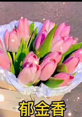 冰淇淋六角花的花语有何含义？如何用花语表达快乐？