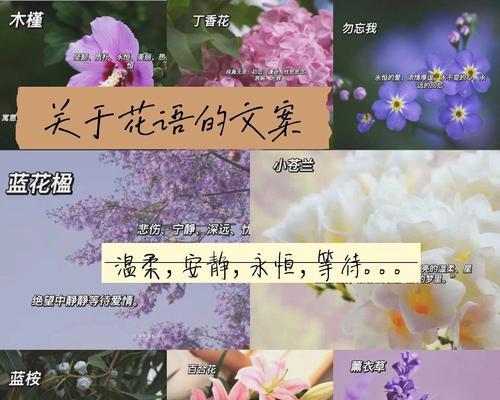 冰淇淋六角花的花语有何含义？如何用花语表达快乐？