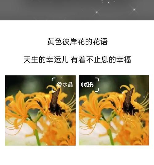 冰淇淋六角花的花语有何含义？如何用花语表达快乐？