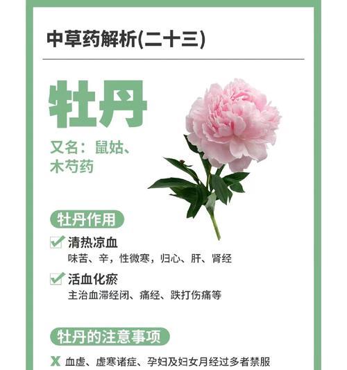 清新牡丹的花语代表什么？如何用牡丹花表达清新？