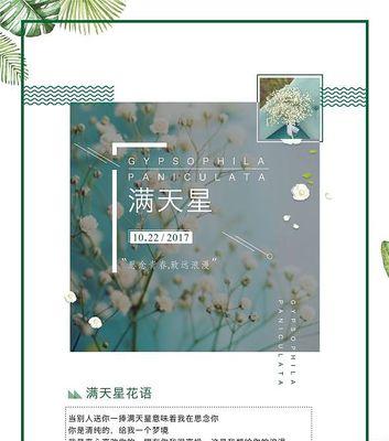 王者花语系列有何含义？它在花卉市场中如何定位？