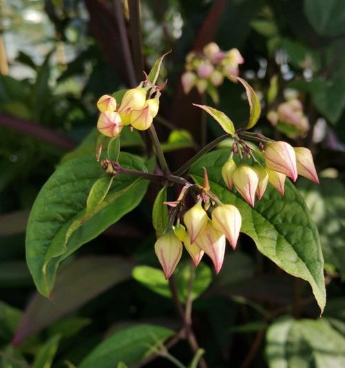 龙吐珠花的花语含义是什么？龙吐珠花象征着什么？