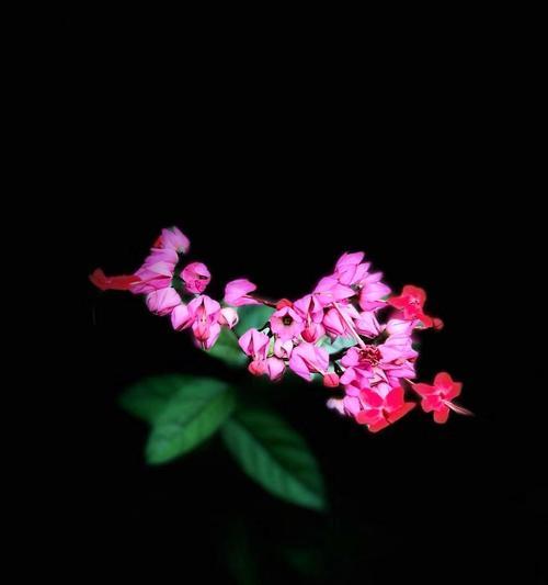 龙吐珠花的花语含义是什么？龙吐珠花象征着什么？