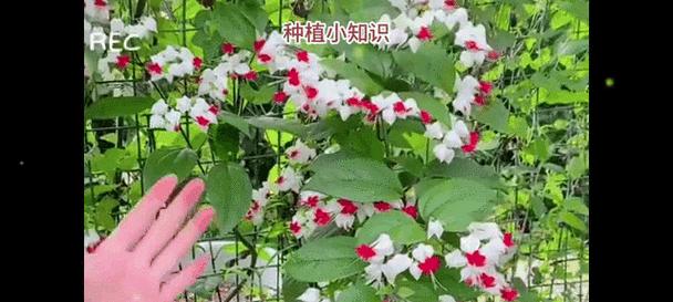 龙吐珠花的花语含义是什么？龙吐珠花象征着什么？