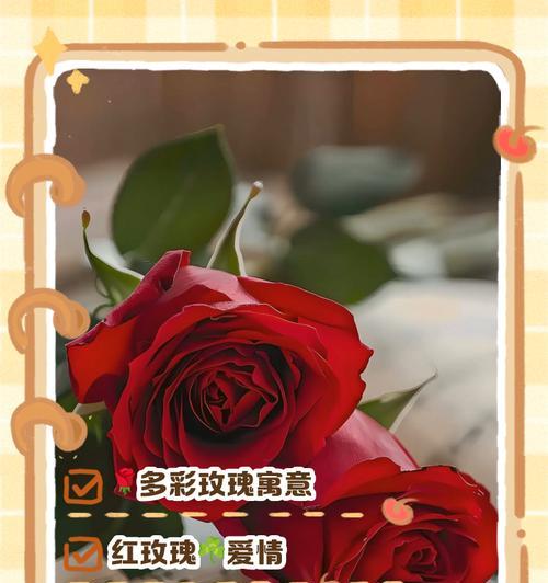 花与玫瑰共同的花语是什么?它们各自代表了什么?