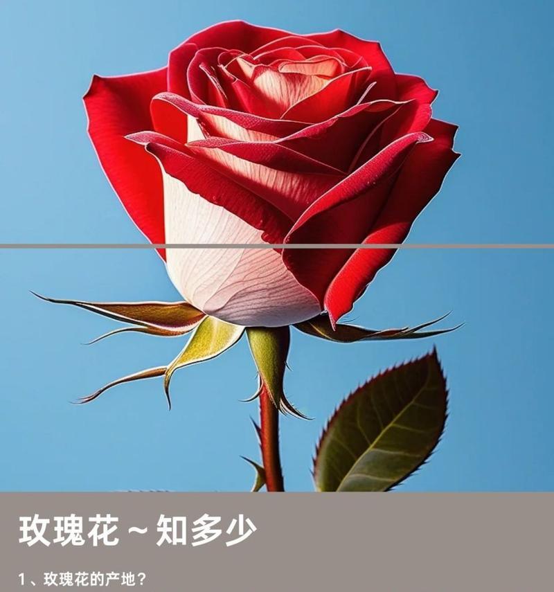 花与玫瑰共同的花语是什么？它们各自代表了什么？