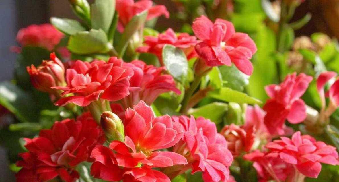 哪种花象征喜讯？它的花语和寓意是什么？
