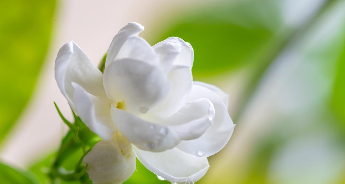 哪种花象征喜讯？它的花语和寓意是什么？