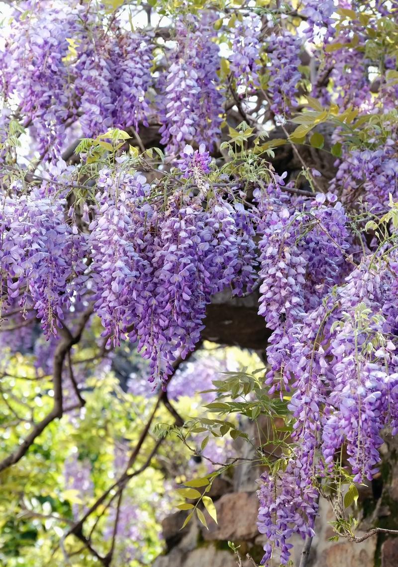 紫藤花象征的精神和寓意是什么？
