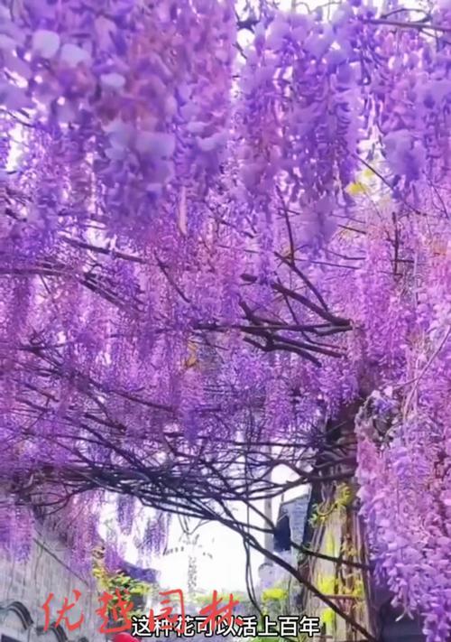 紫藤花象征的精神和寓意是什么？