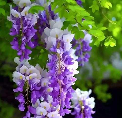 紫藤花象征的精神和寓意是什么？