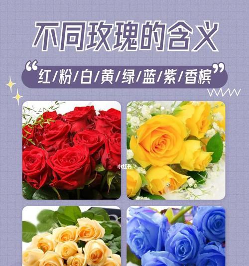 曾经看过的花语有哪些？它们代表了什么？