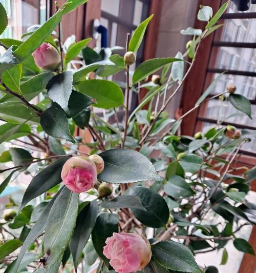 山茶花香妃的花语代表了什么？