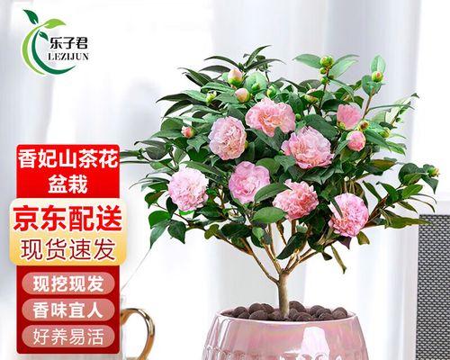 山茶花香妃的花语代表了什么？